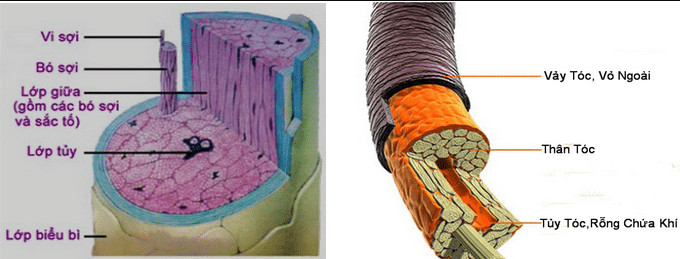 Cấu tạo của từng sợi tóc trên da đầu