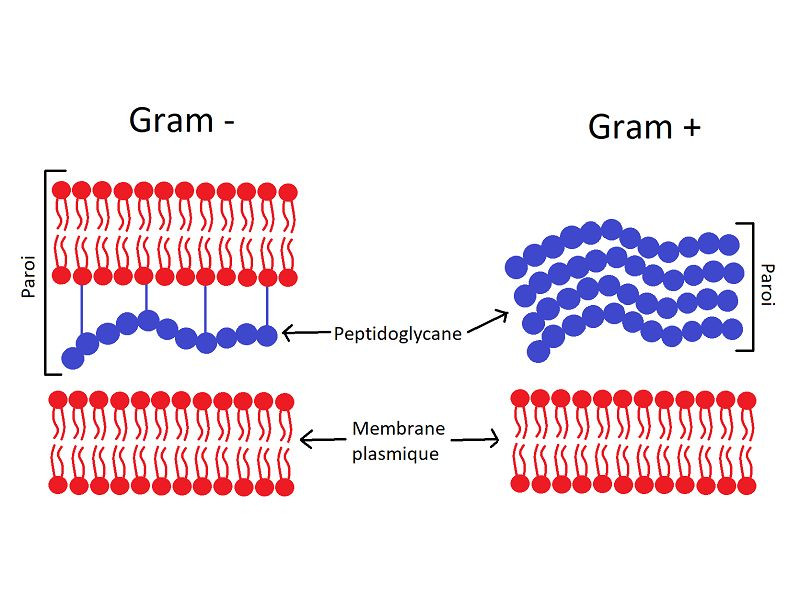 Nhuộm màu gram âm