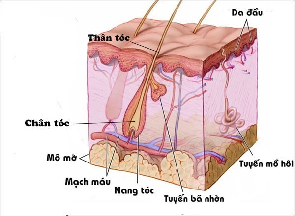 Cấu tạo của tóc và ứng dụng cho chăm sóc tóc  