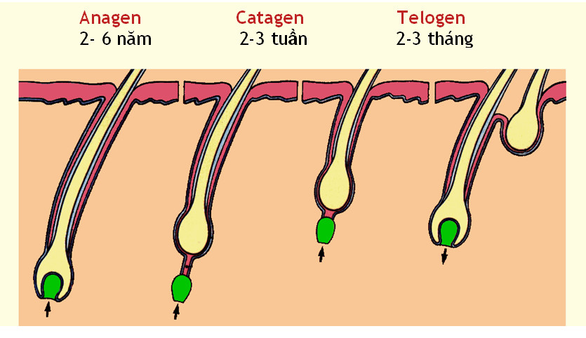 Cấu tạo của tóc và ứng dụng cho chăm sóc tóc  