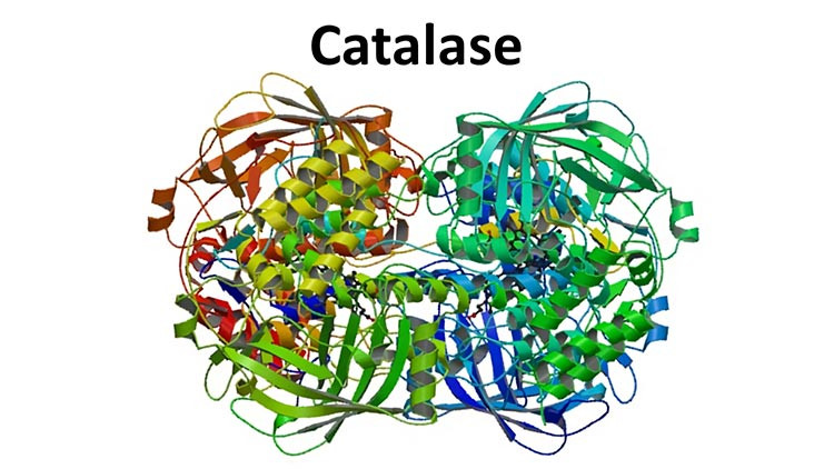 Bạc tóc sớm do thiếu enzyme catalase 1