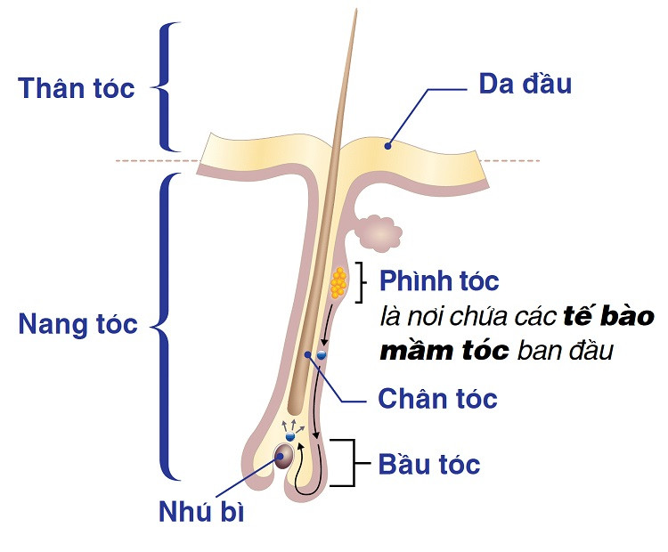 Cấu Tạo Nang Tóc