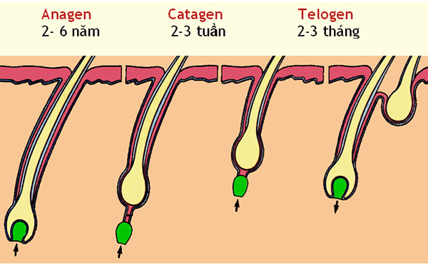 Chu kỳ phát triển của tóc