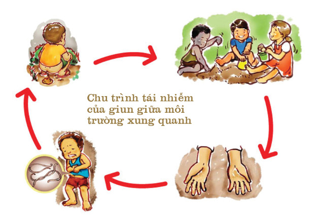 Chu trình tái nhiễm của Giun tóc giữa môi trường xung quanh