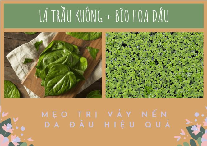 Kết hợp lá trầu không và lá béo hoa dầu