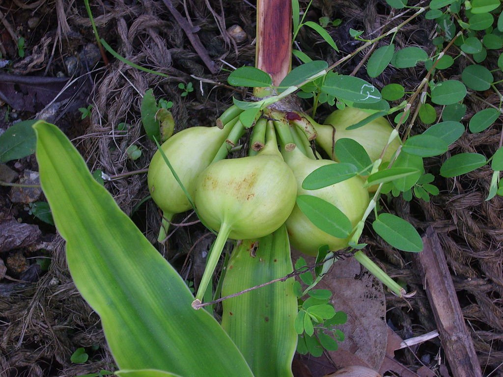 Quả Gần Hình Cầu