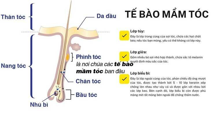 Tế bào mầm tóc là gì?