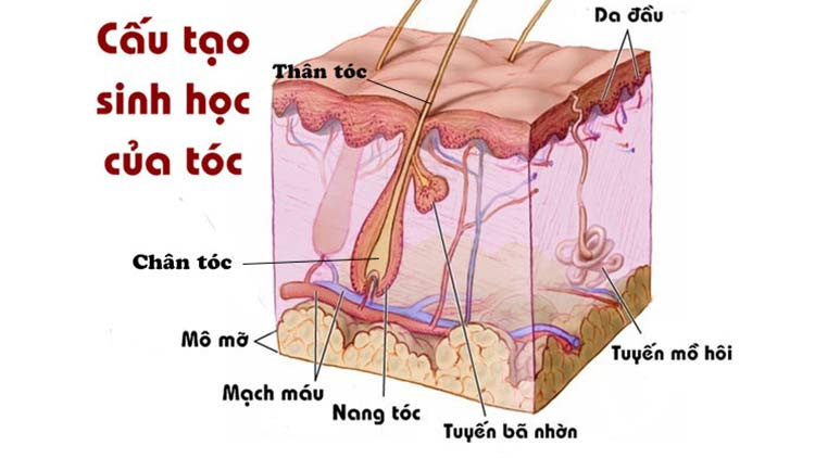 Tóc bạc sớm ở tuổi thanh niên có đáng lo không?