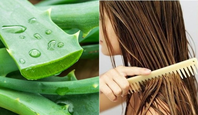 Trị Liệu Với Nha Đam (Lô Hội)