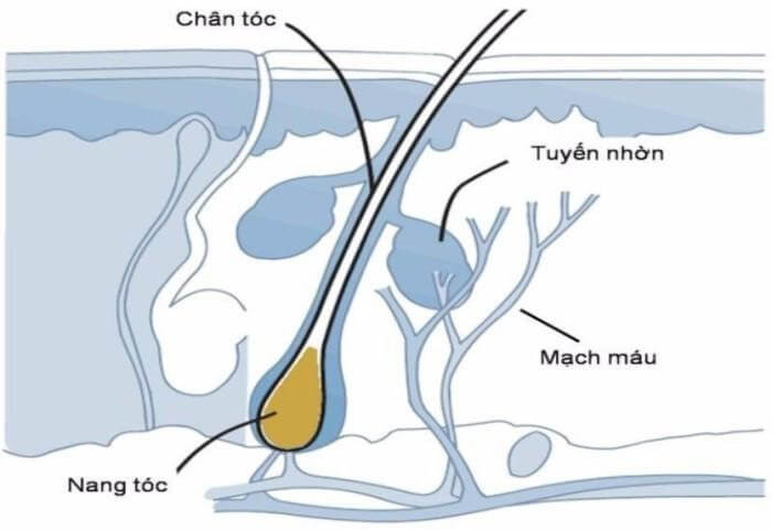 Vai Trò Của Chân Tóc Đối Với Sức Khỏe Của Mái Tóc