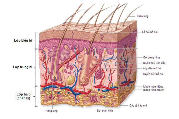 Vị trí của chân tóc