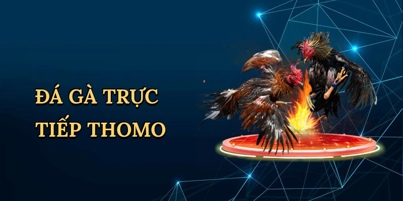 Đá gà trực tiếp thomo