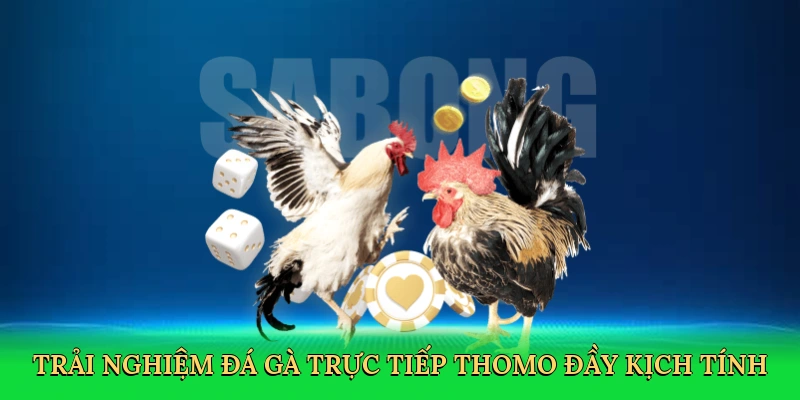 Đá Gà Trực Tiếp Thomo: Hồi Hộp Với Mọi Trận Đấu Tại ALO88