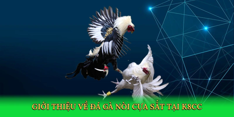 Đá Gà Nòi Cựa Sắt – Sàn Đấu Huyền Thoại Cùng K8CC