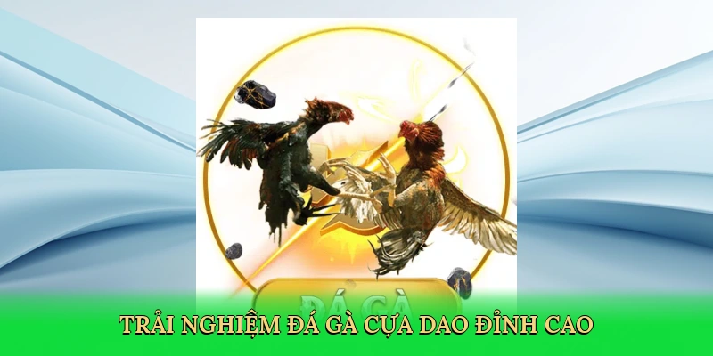 Trải nghiệm đá gà cựa dao đỉnh cao